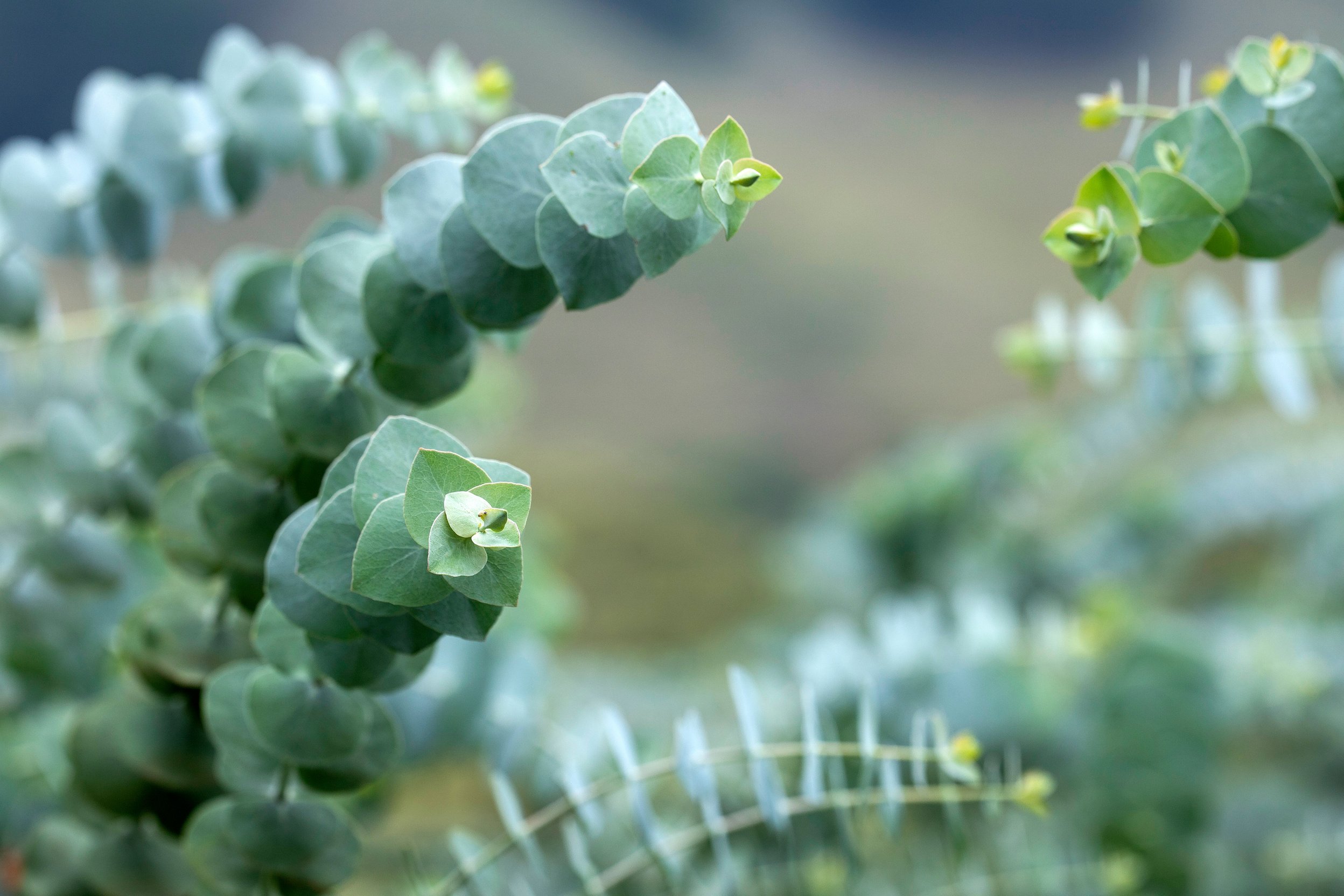 Eucalyptus plant baby blue - Eucalyptus little boy blue
